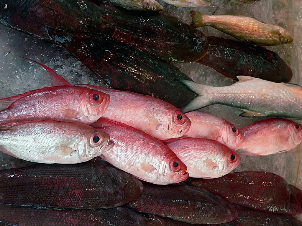 Whole fresh fish displayed on ice